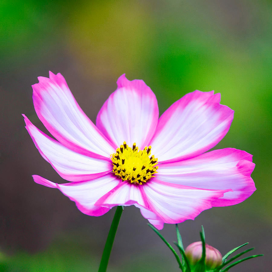 Pink White Cosmos Flower Seeds Heirloom Non-GMO High Germination Organic Garden Seeds for Planting