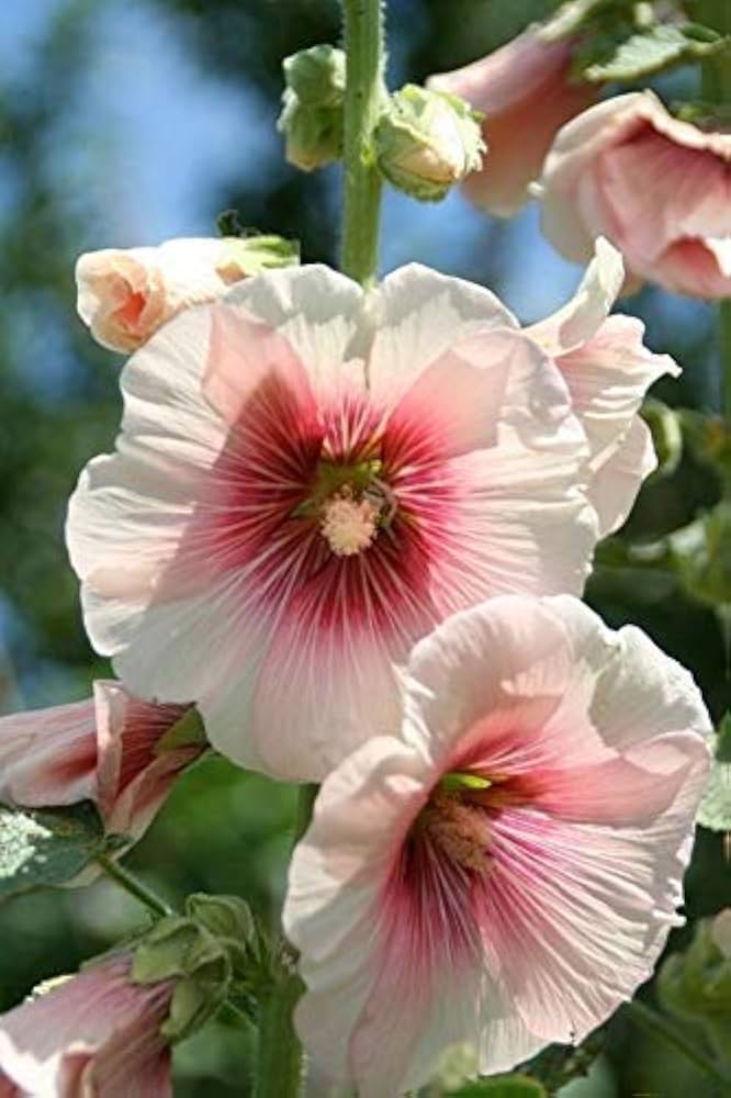 pink white flower seeds