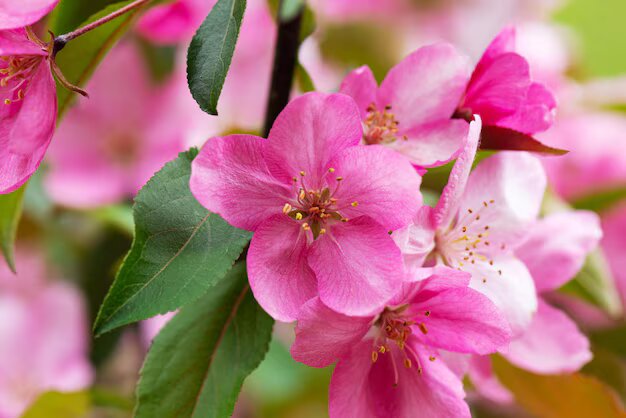 Apple Blossom Flower Seeds Pink for Planting – Heirloom Non-GMO High Germination Organic Seeds