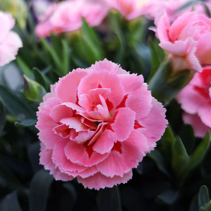 Semillas de Clavel Gigante Rosa – Tradicionales, No Modificadas Genéticamente, de Alta Germinación