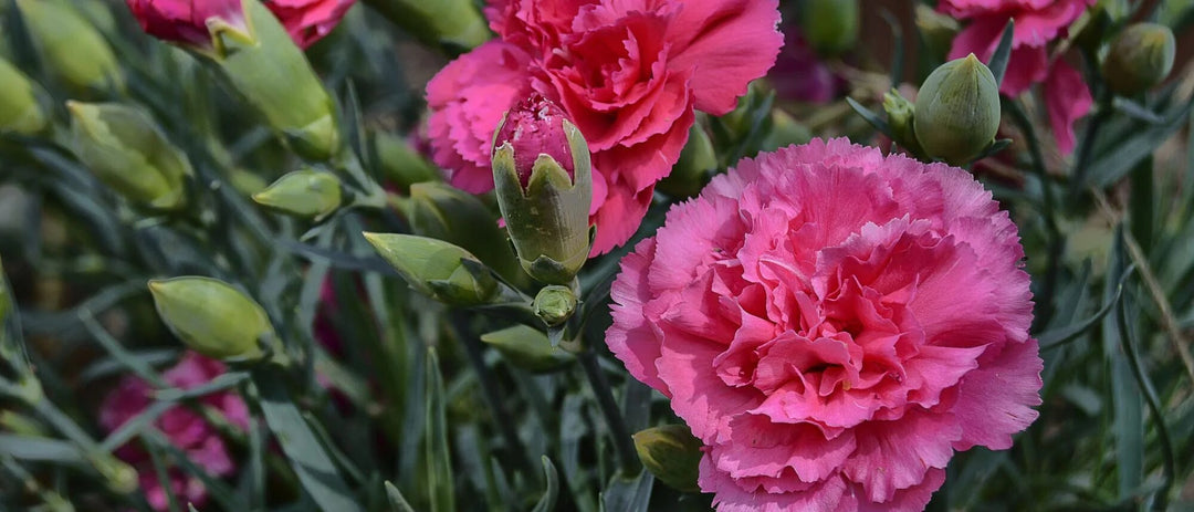 Semillas de Clavel Gigante Rosa – Tradicionales, No Modificadas Genéticamente, de Alta Germinación
