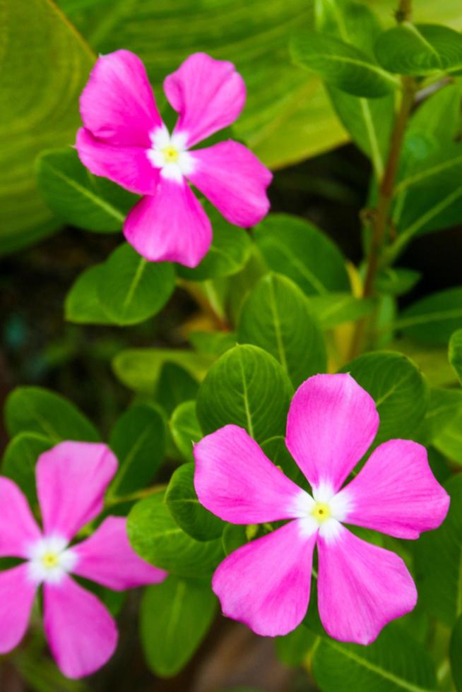 Jasmine Flower Seeds Pink – Heirloom, Non-GMO, High Germination Seeds