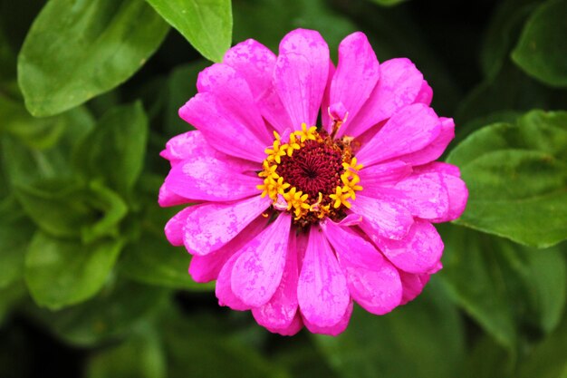 Pink Chamomile Flower Seeds Heirloom Non-GMO High Germination Organic Garden Seeds for Planting