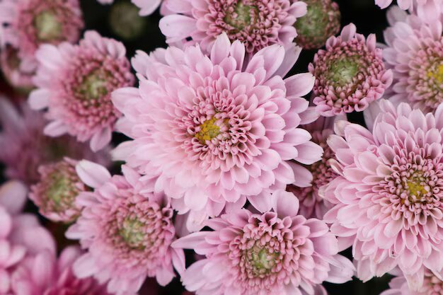 Semillas de flor de crisantemo rosa claro – Variedad tradicional, sin OMG, semillas de alta germinación