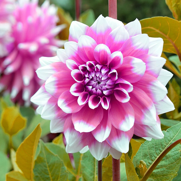White Pink Dahlia Flower Seeds – Heirloom, Non-GMO, High Germination Organic Garden Seeds for Planting