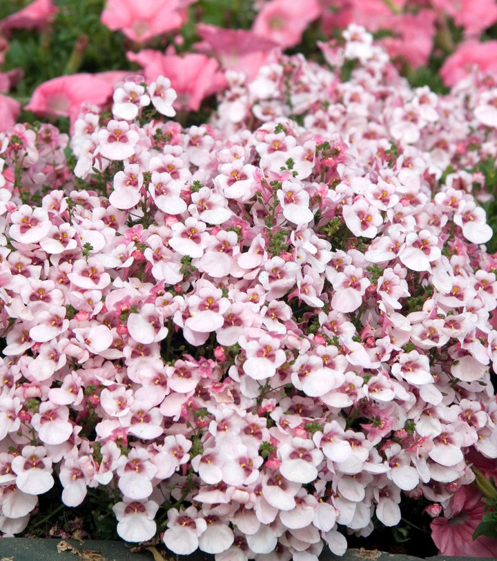 Diascia Flower Seeds for Planting – Heirloom Non-GMO High Germination Organic Seeds