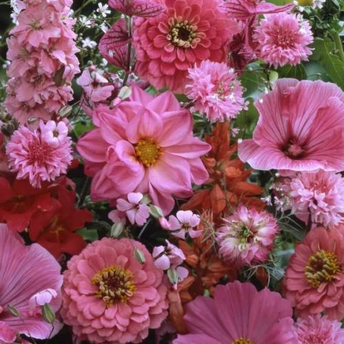 pink flower flower seeds