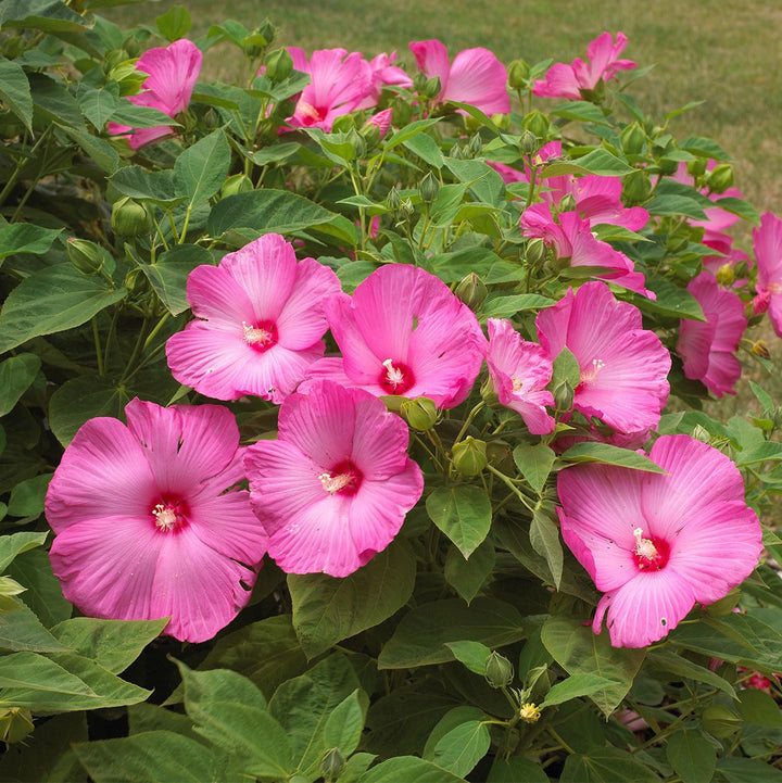Giant Hibiscus Flower Seeds Pink For Growing – Heirloom, Non-GMO High Germination Seeds for Planting | Organic Garden Seeds
