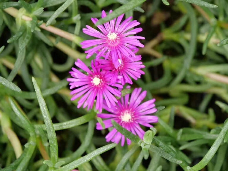 Semillas de Delosperma Rosa – Semillas Herencia No Modificadas Genéticamente de Alta Germinación