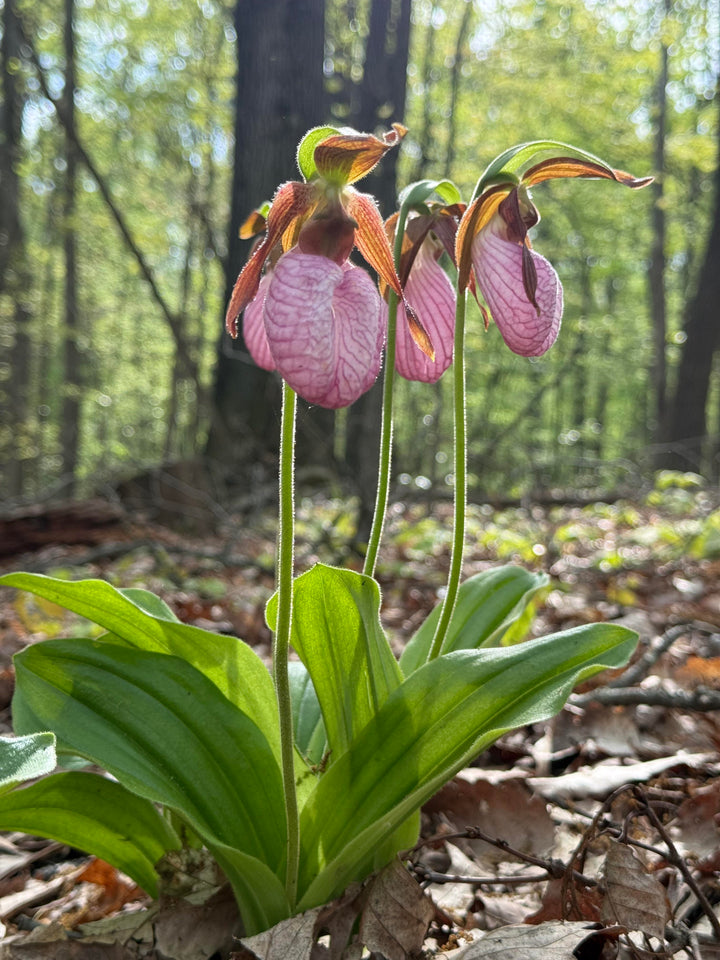 Pink Lady Slipper Flower Seeds – Heirloom, Non-GMO, High Germination Seeds