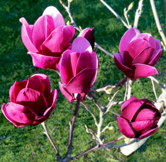 Dark Red Magnoli Flower Seeds for Planting – Heirloom Non-GMO High Germination Seeds