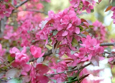 Apple Blossom Flower Seeds Pink for Planting – Heirloom Non-GMO High Germination Organic Seeds