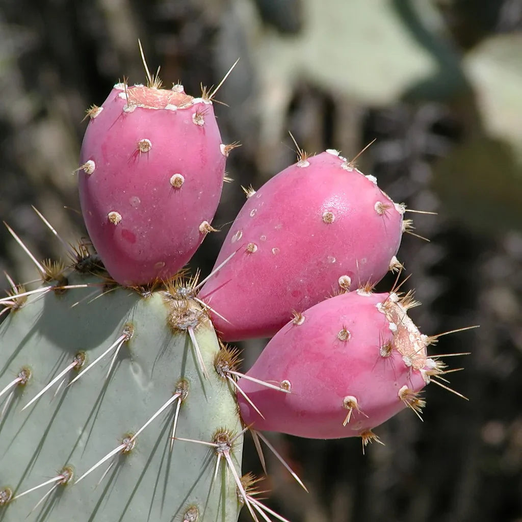 Pink Opuntia herb seeds