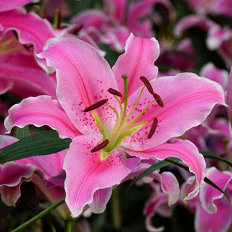 Pink Clivia Flower Seeds for Planting – Heirloom Non-GMO High Germination Seeds