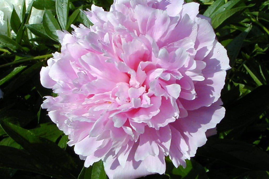 pink paeonia flower seeds
