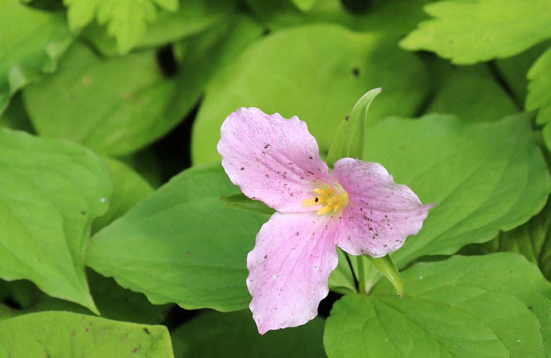 Semillas de flores de trillium rosa claro – Herencia, sin OGM, semillas de alta germinación