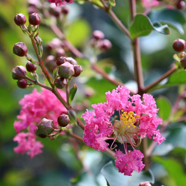 Crepe Myrtle Flower Seeds for Planting – Heirloom Non-GMO High Germination Seeds