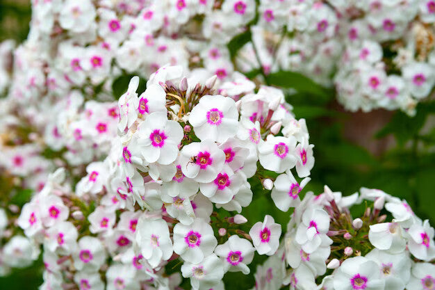 White Pink Phlox Flower Seeds for Planting – Heirloom, Non-GMO, High Germination