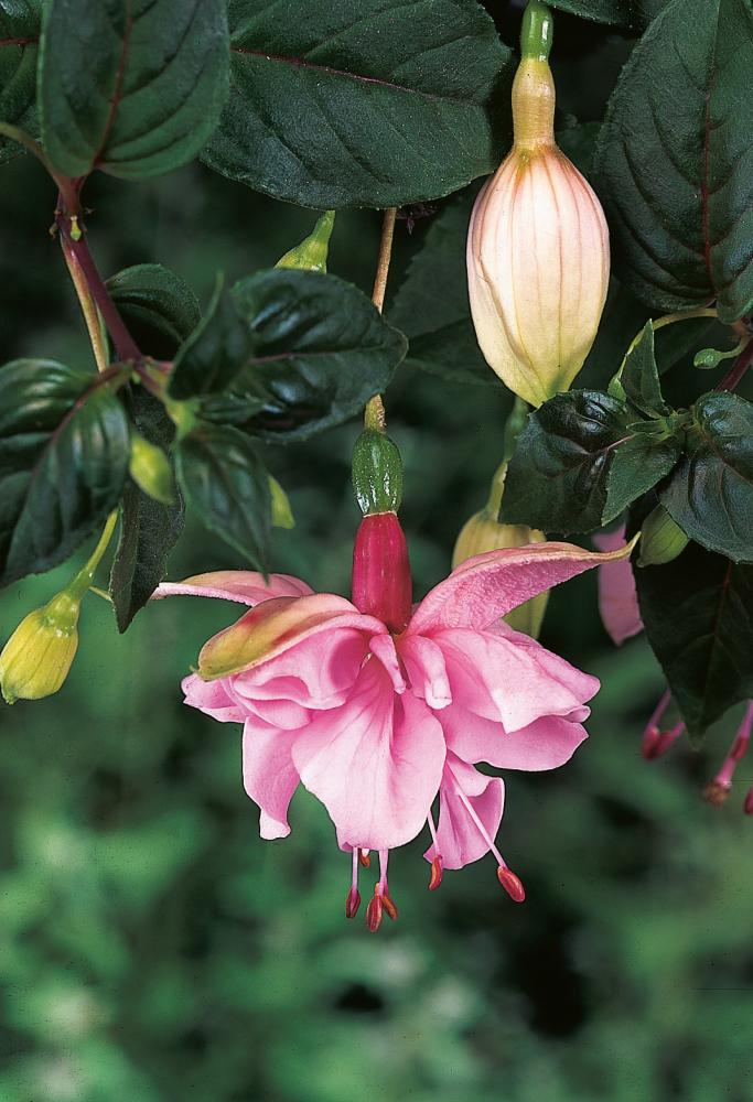 Pink Fuchsia Flower Seeds – Heirloom, Non-GMO, High Germination Organic Garden