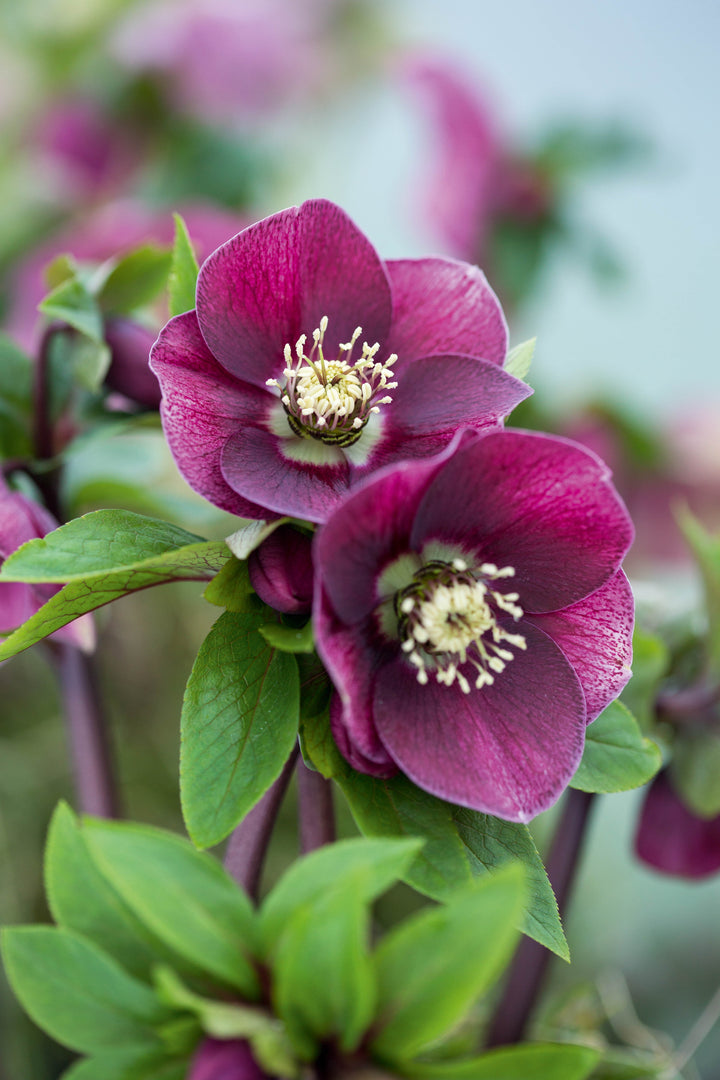 Hellebore Flower Seeds Maroon – Heirloom, Non-GMO, High Germination, Organic Seeds