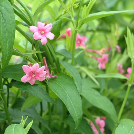 Jasmine Flower Seeds Pink Perennial – Heirloom, Non-GMO, High Germination Seeds