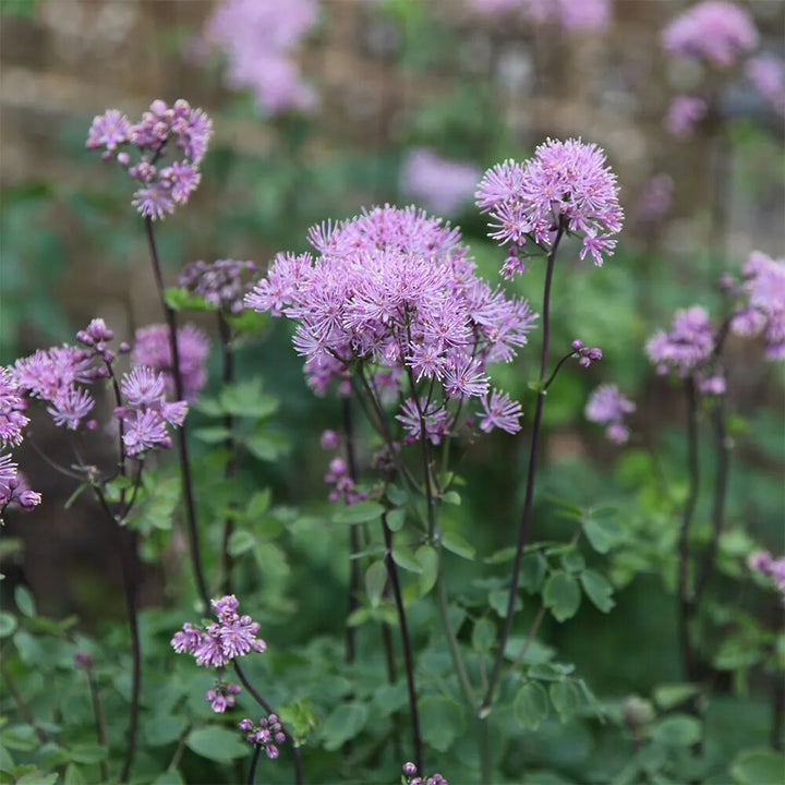 Aquilegifolium Flower Seeds for Planting – Heirloom Non-GMO High Germination Organic Seeds