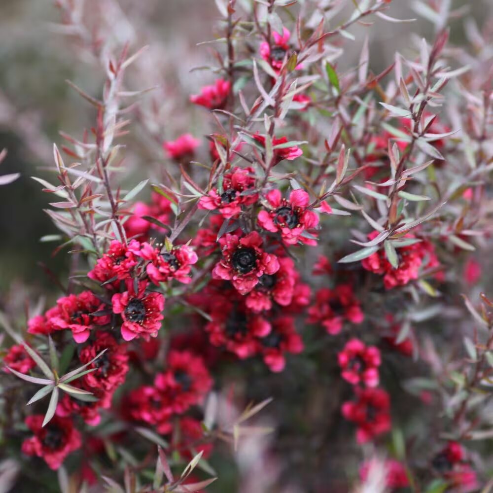 Leptospermum Flower Seeds Red – Heirloom, Non-GMO, High Germination Seeds