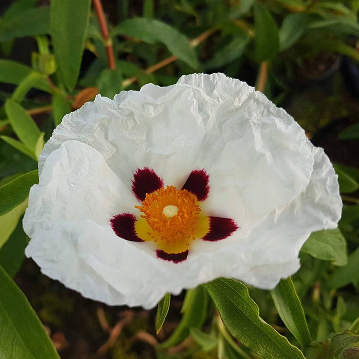 Cistus Flower Seeds for Planting – Heirloom, Non-GMO, High Germination Organic Garden Seeds