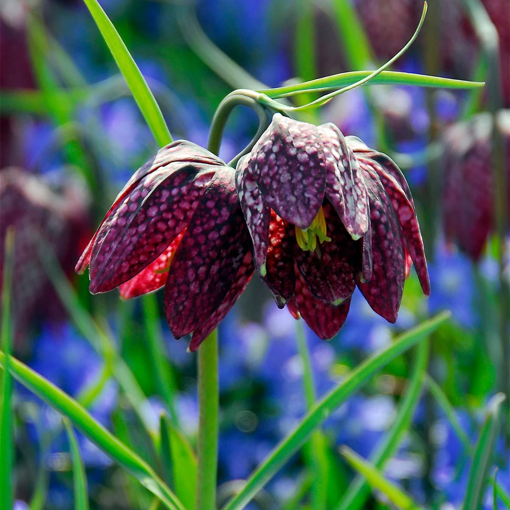 fritillaria flower flower seeds