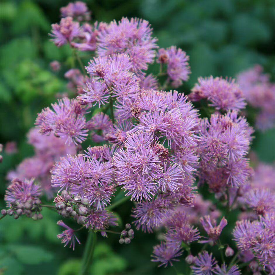 Aquilegifolium Flower Seeds for Planting – Heirloom Non-GMO High Germination Organic Seeds