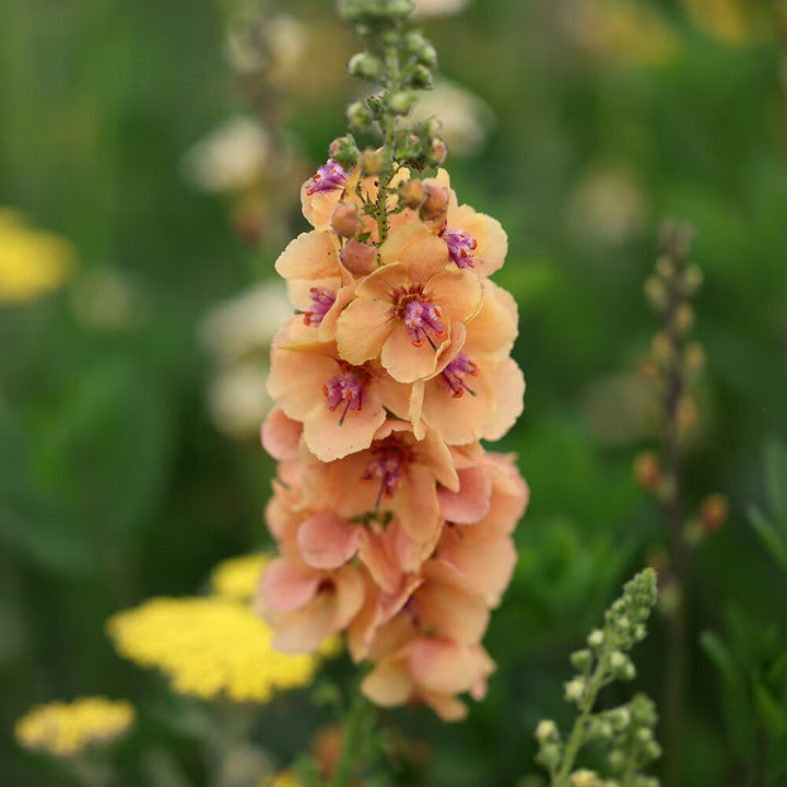 Orange Verbascum Flower Seeds – Heirloom, Non-GMO, High Germination Seeds
