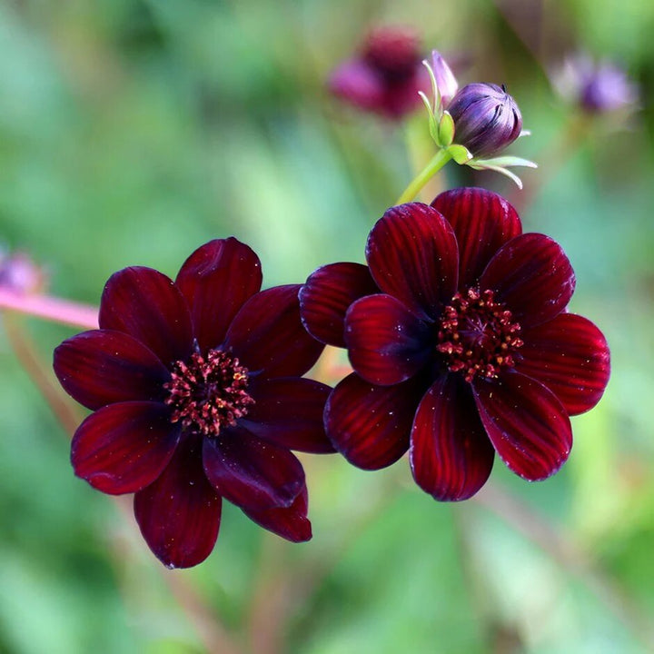 Cosmos Flower Seeds Maroon – Heirloom Non-GMO High Germination Seeds