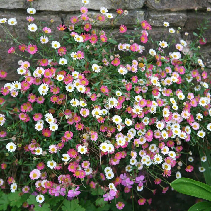 Erigeron Flower Seeds Mix – Heirloom, Non-GMO, High Germination Garden Seeds