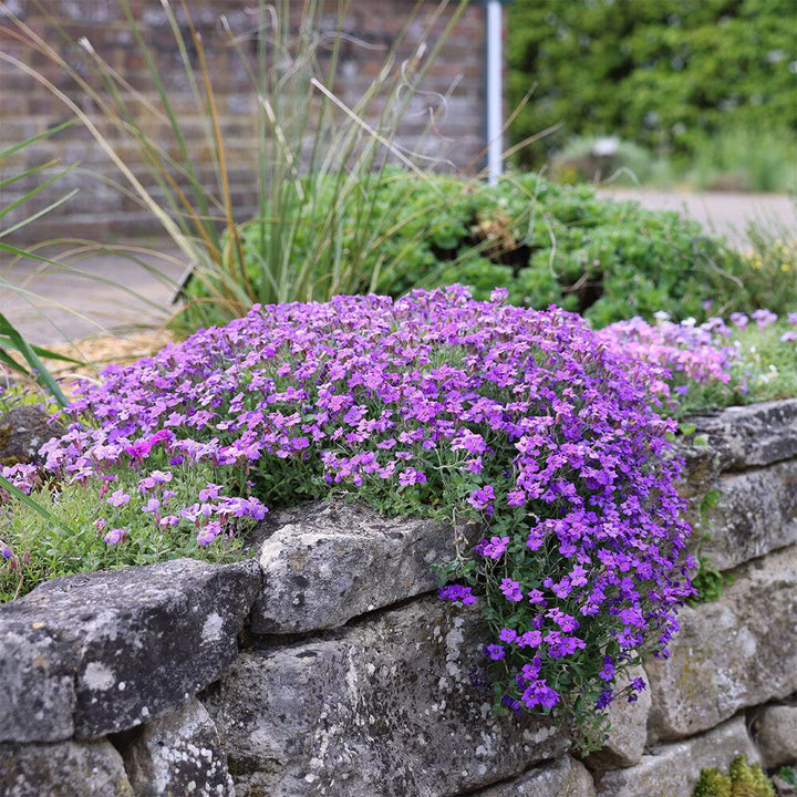 Creeping Flower Seeds Purple – Heirloom Non-GMO High Germination Seeds