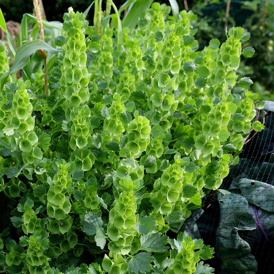 Green Moluccela herb seeds