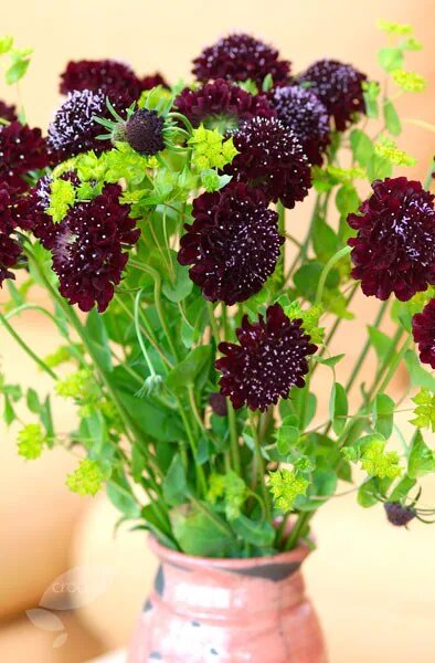 Brown Astrantia Flower Seeds for Planting Heirloom Non-GMO High Germination Organic Garden Seeds