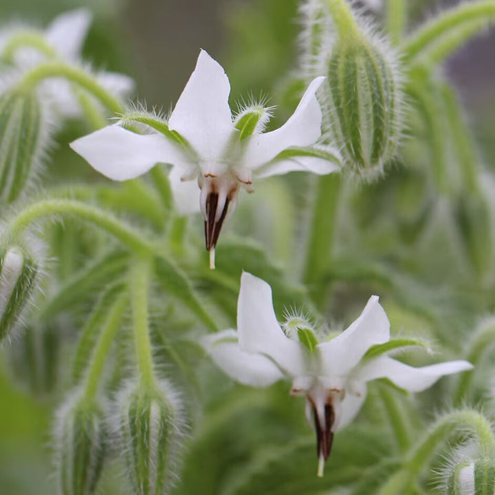 White borage Flower Seeds – Heirloom, Non-GMO, High Germination Organic Garden Seeds for Planting