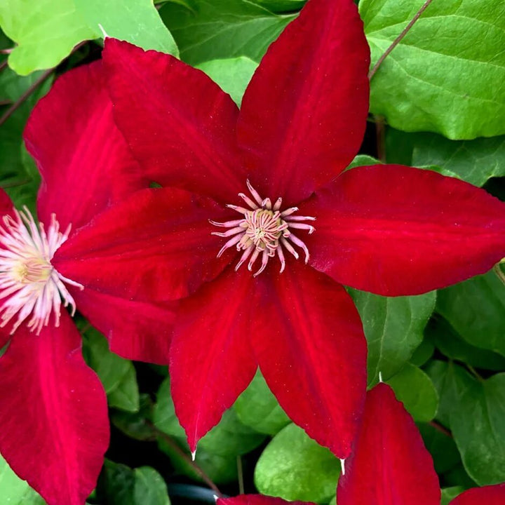 Red Clematis Flowers Seeds for Planting – Heirloom Non-GMO High Germination Seeds