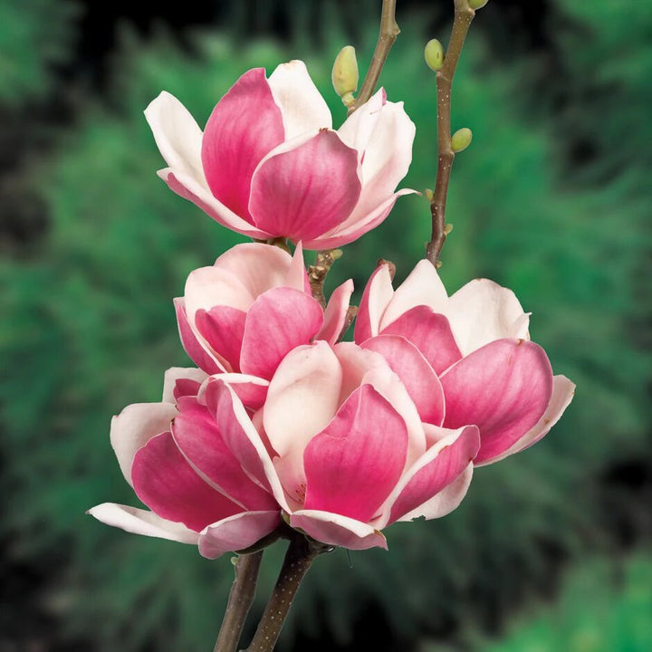 Red Soulangeana Flower Seeds – Heirloom, Non-GMO, High Germination Seeds