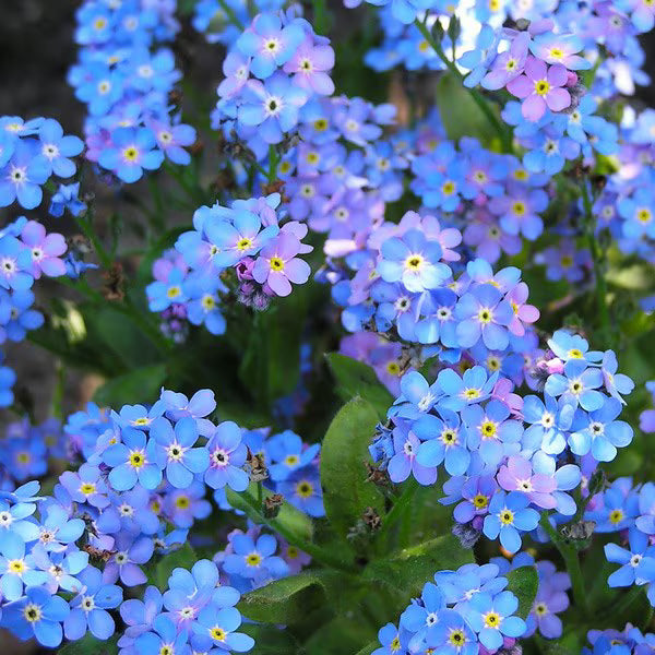 bulk set flower seeds