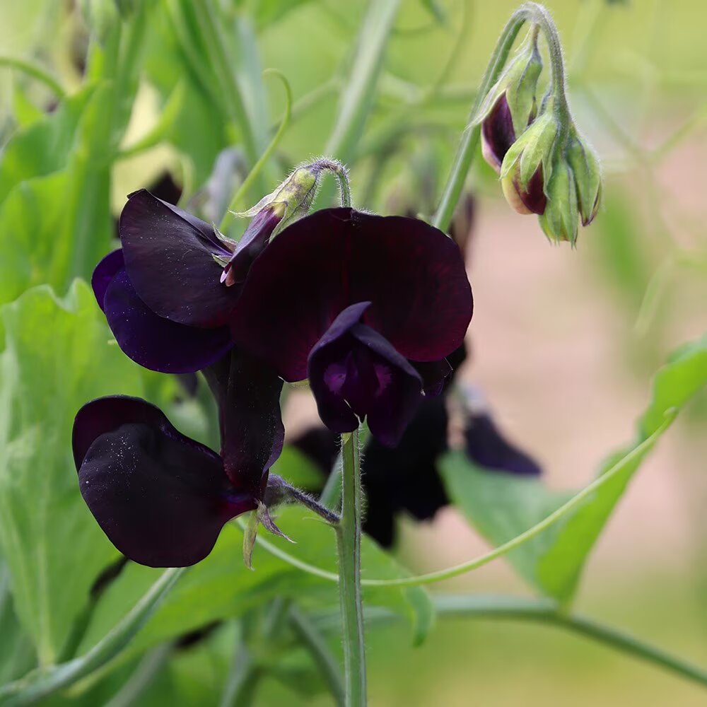 Lathyrus Black Flower Seeds – Heirloom, Non-GMO, High Germination Garden Seeds