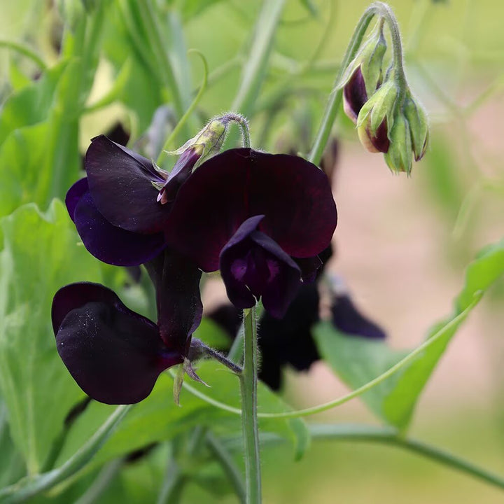 Lathyrus Black Flower Seeds – Heirloom, Non-GMO, High Germination Garden Seeds