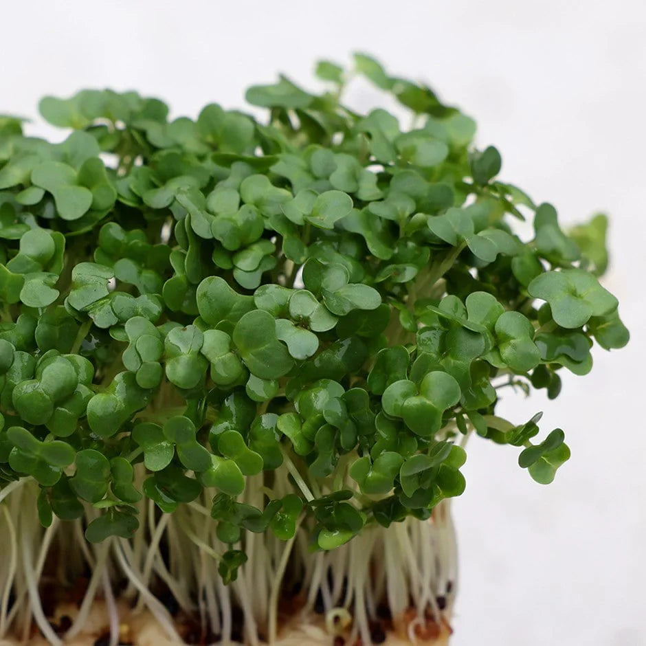 Green Cress herb seeds