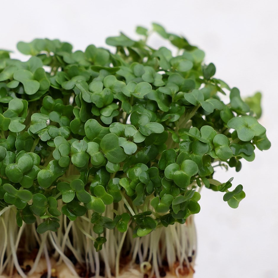 Cress Plant herb seeds