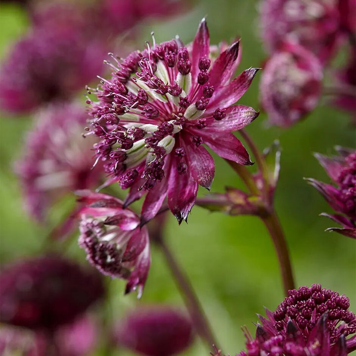 Semillas de flor Astrantia granate para plantar - Semillas ecológicas, no transgénicas, de alta germinación y reliquia