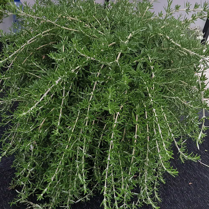 Trailing Irene Rosemary Herb Plant Seeds – Heirloom Non-GMO High Germination Seeds