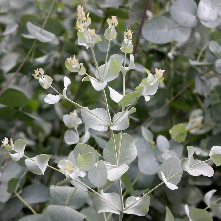 Gray Eucalyptus herb seeds