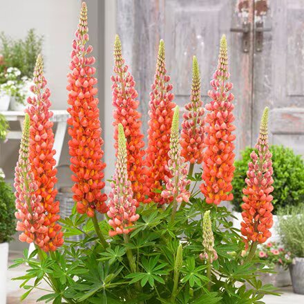 Orange Lupine Flower Seeds – Heirloom, Non-GMO, High Germination Seeds
