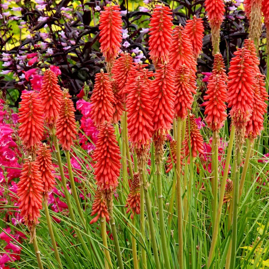 Red Kniphofia Uvaria Flowers Seeds – Heirloom, Non-GMO, High Germination Seeds