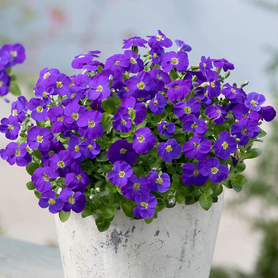 Blue Aubrieta Flower Seeds for Planting – Heirloom Non-GMO High Germination Organic Garden Seeds
